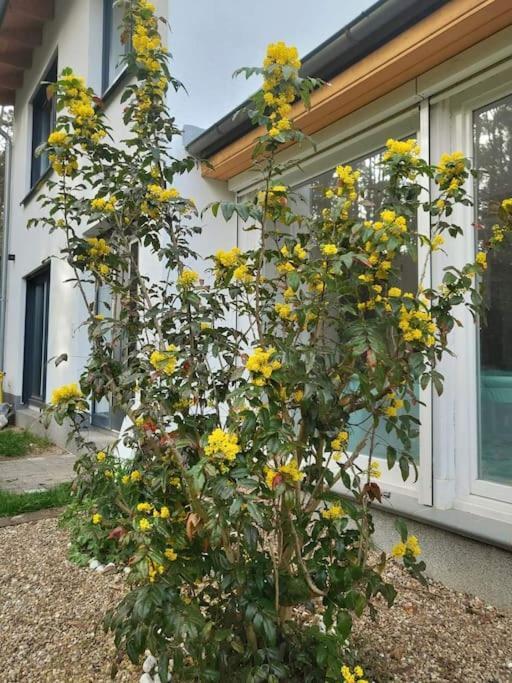 Appartamento Haus Am Walde Müllrose Esterno foto