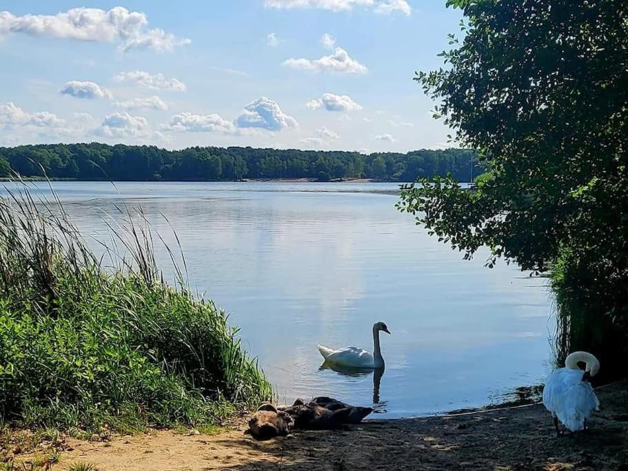 Appartamento Haus Am Walde Müllrose Esterno foto